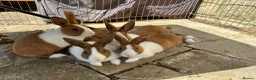 Dutch rabbits for sale: Beautiful Baby Dutch Bunnies 8 weeks old  - Advert 3