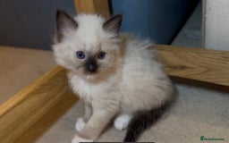 Ragdoll cats for sale: READY SOON!! PUREBRED RAGDOLL KITTENS - Image 17