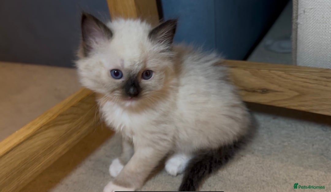 Ragdoll cats for sale: READY SOON!! PUREBRED RAGDOLL KITTENS - Image 17
