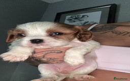 Cavalier King Charles Spaniel dogs for sale: Stunning Litter of cavalier King Charles spaniels  - Image 2