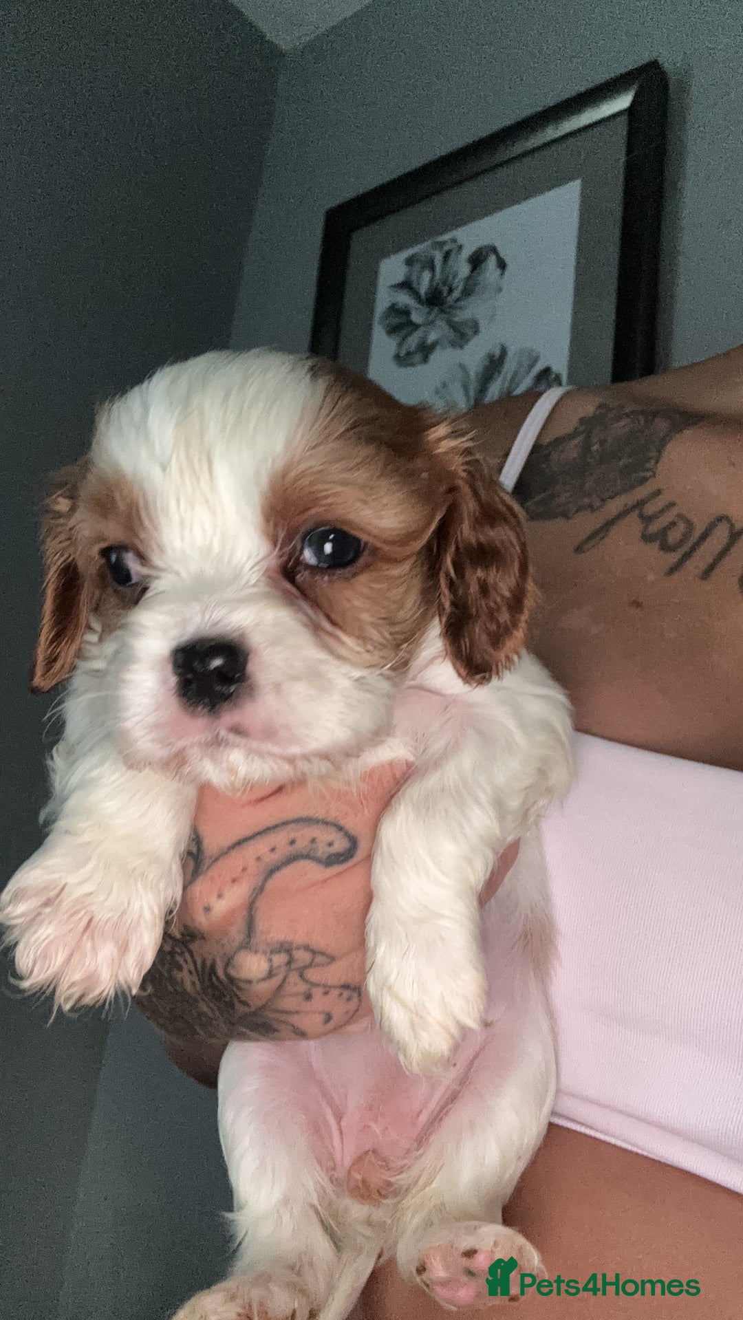 Cavalier King Charles Spaniel dogs for sale: Stunning Litter of cavalier King Charles spaniels  - Image 2