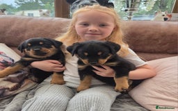 Rottweiler dogs for sale:  Long haired (fluffweilers ) last girl  - Image 9