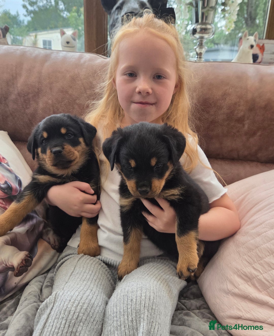 Rottweiler dogs for sale:  Long haired (fluffweilers ) last girl  - Image 9