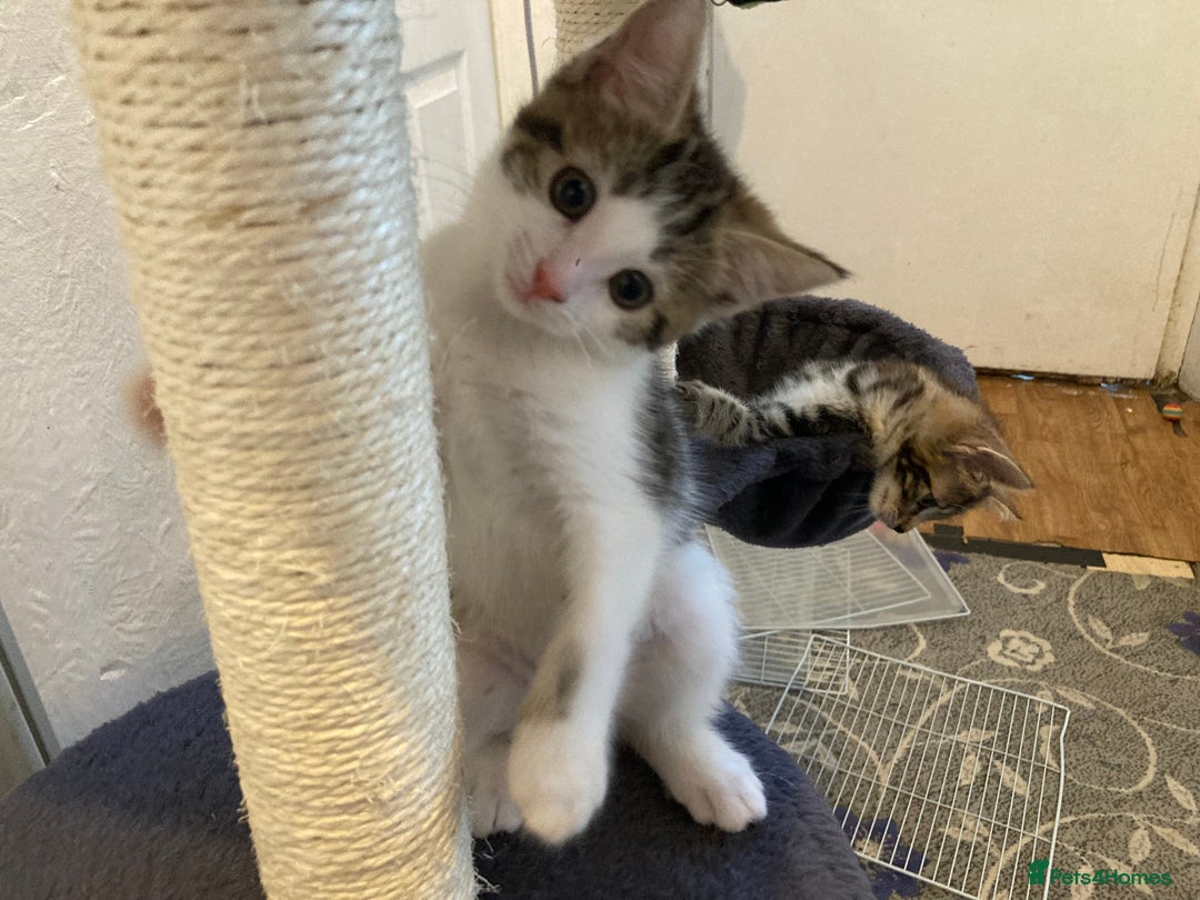 European cats for sale: 4 Cute & Cuddly Kittens Ready For Forever Home - Image 6