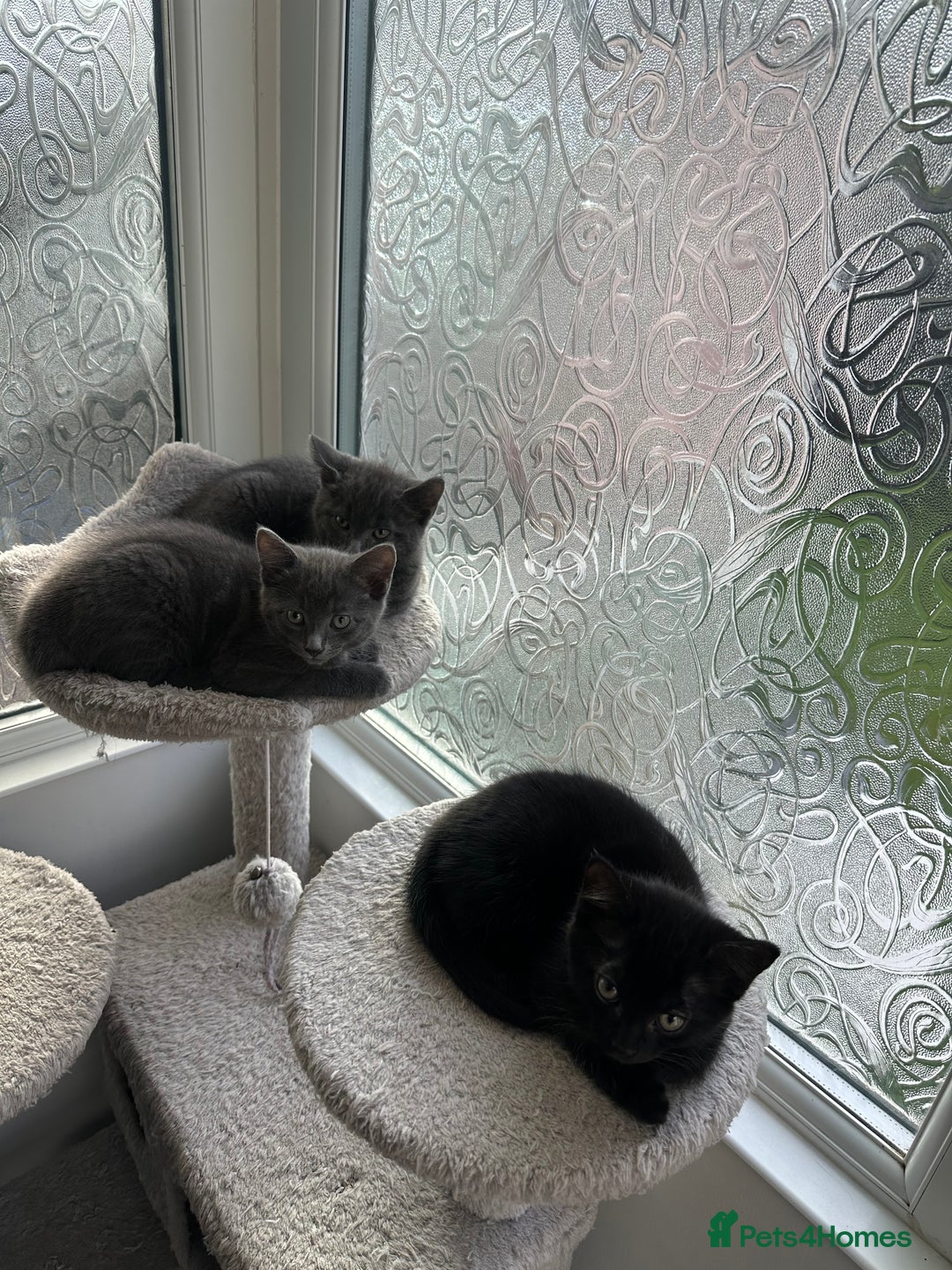 Russian Blue cats for sale: Russian Shorthair Kittens!   - Image 2