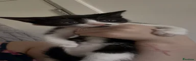 kitten 6 (mj) 
