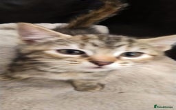 Ragdoll cats for sale: Beautiful Ragdoll x Kittens  - Advert 10