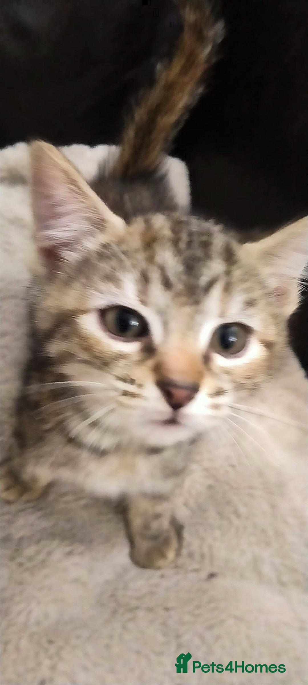 Ragdoll cats for sale: Beautiful Ragdoll x Kittens  - Advert 10