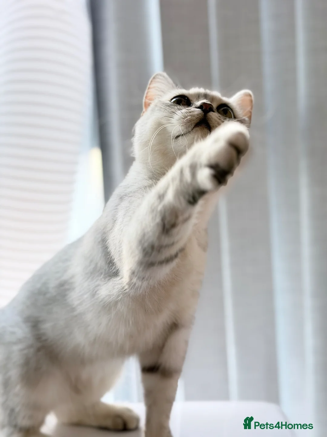 British Shorthair cats for sale: British shorthair  - Advert 3