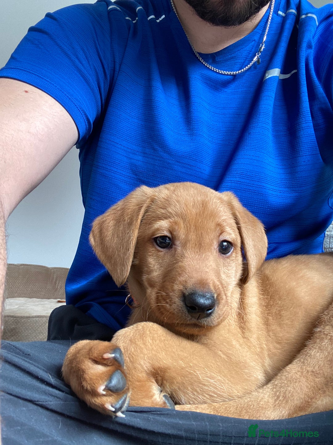 Labrador Retriever dogs for sale: Fox Red Labrador Retriever Male - Image 4