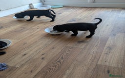Mixed Breed dogs for sale: Gorgeous Black Poogledoodles Kid-Friendly Beauties - Image 23