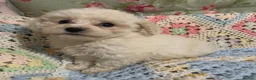 Poochon dogs for sale: Gorgeous Poochon boy  - Advert 4