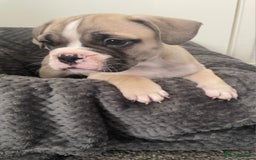 Mixed Breed dogs for sale: English bulldog French bulldog mix  - Image 9