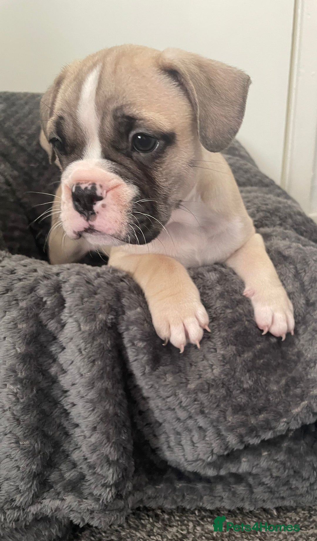 Mixed Breed dogs for sale: English bulldog French bulldog mix  - Image 9