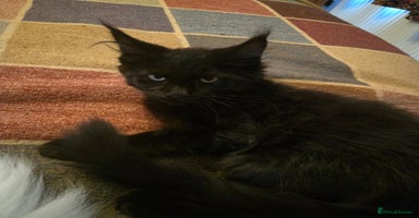 Maine Coon cats - Advert 12