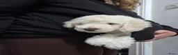 Cockapoo dogs for sale: Cockapoo puppies ready in one week - Advert 6