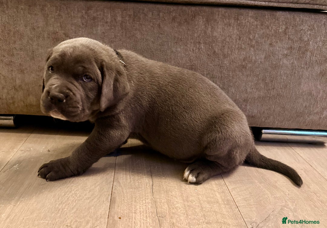 Cane Corso dogs for sale: Exceptional, Champion Bloodline Cane Corso Puppies - Advert 34