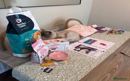 Ragdoll cats for sale: 🎀 2 GIRLS LEFT PUREBRED European Ragdolls 🎀  - Image 21