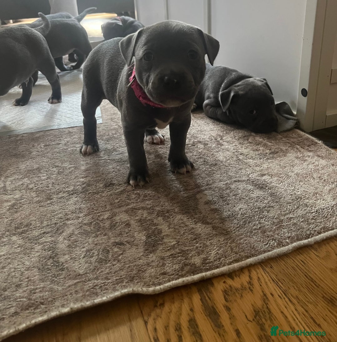 Staffordshire Bull Terrier dogs for sale: Full pedigree blue Staffordshire bull terriers - Image 9