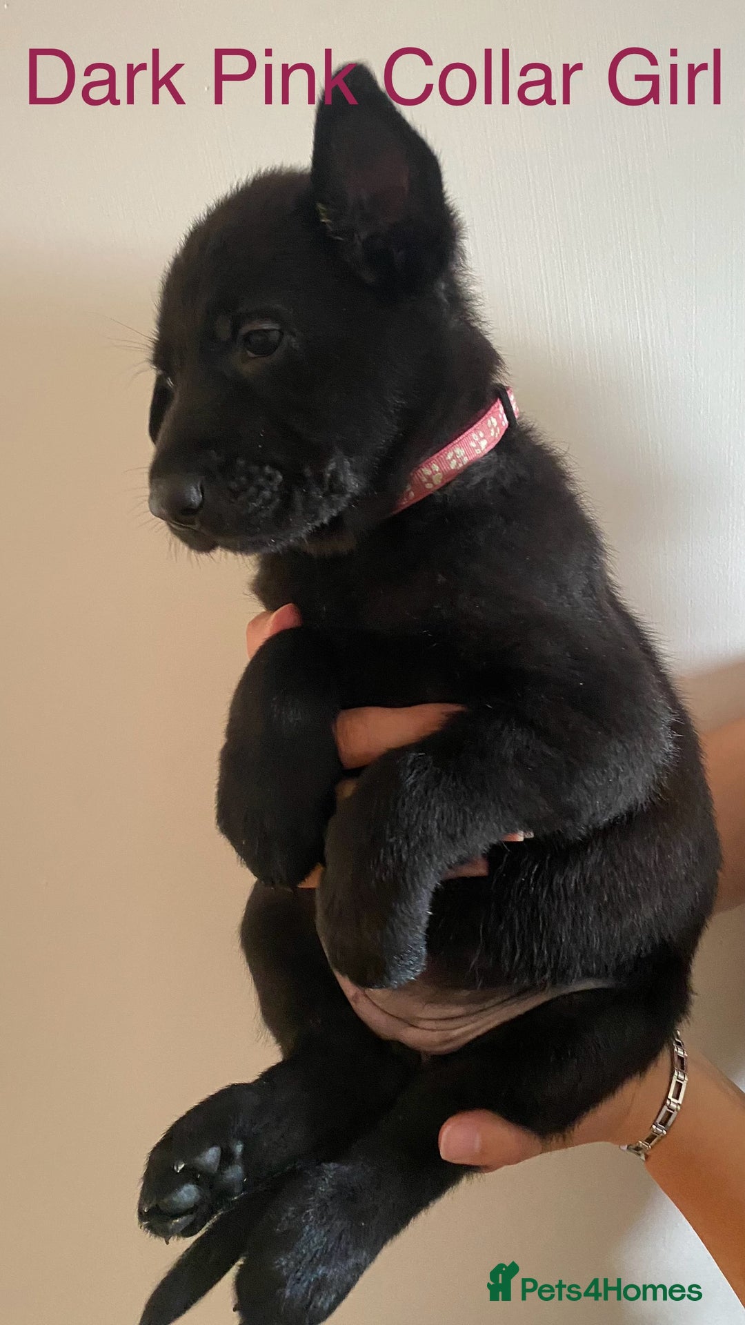 German Shepherd dogs for sale: Working Line German Shepherd Puppies – Cornwall - Image 5