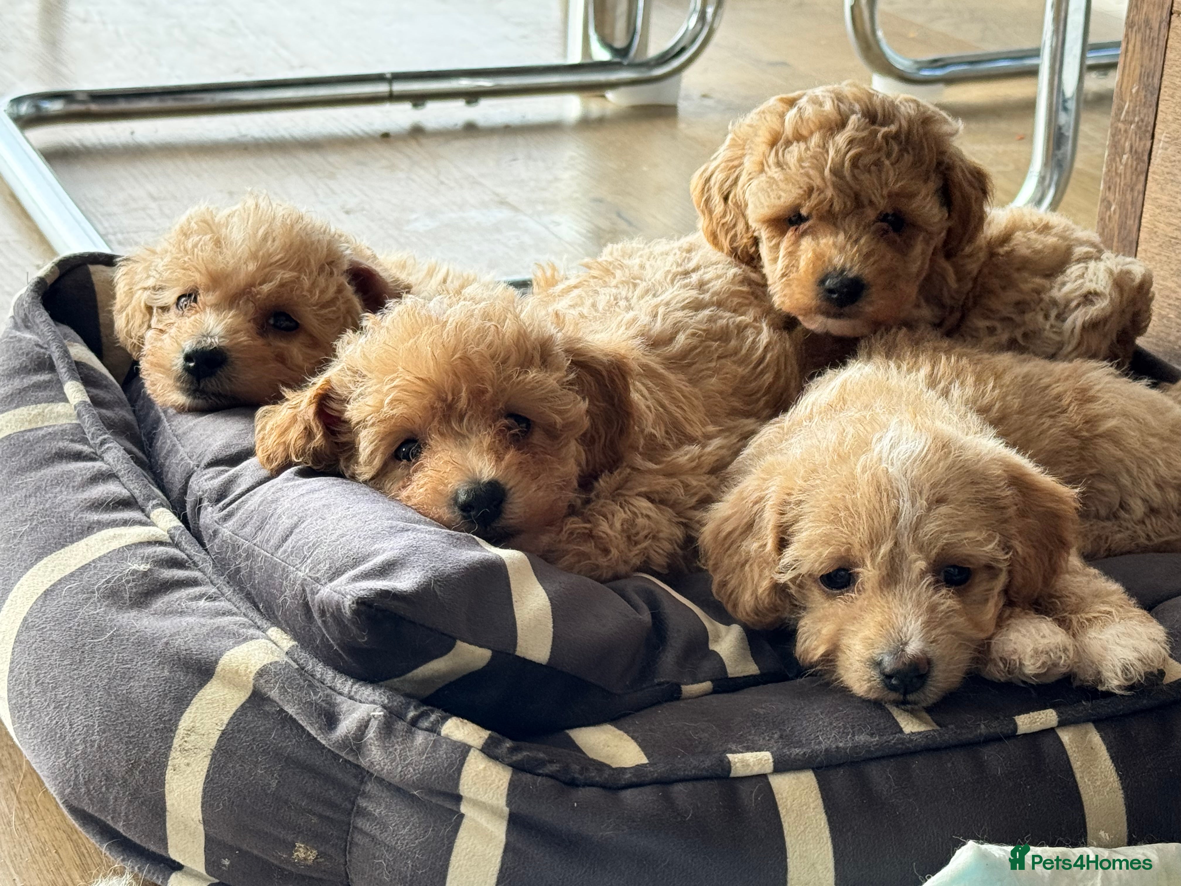 Mixed Breed dogs Poochon - Advert 10