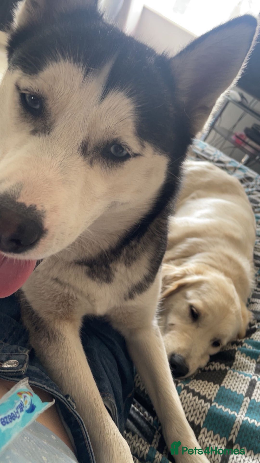 Siberian Husky dogs for sale: Keyara will be 2 on  ** s day - Advert 4