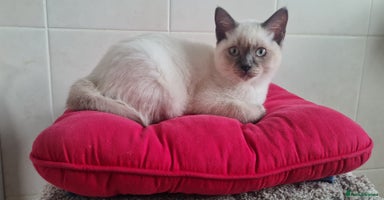 British Shorthair cats - Advert 8