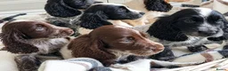 Cocker Spaniel dogs for sale: Cocker Spaniel puppies - Advert 10