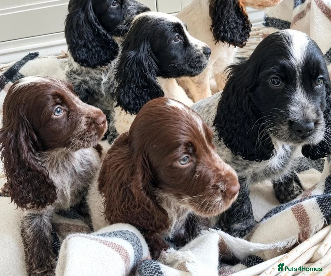 Cocker Spaniel dogs for sale: Cocker Spaniel puppies - Advert 10