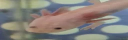 Axolotl reptiles for sale: Juvenile axolotls - Advert 5