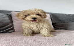 Toy Poodle dogs for sale: Adorable Toy Poodle Puppies READY TO GO!  - Image 10