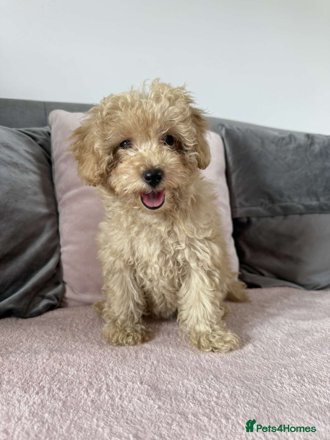 Toy Poodle dogs for sale: Adorable Toy Poodle Puppies READY TO GO!  - Image 10