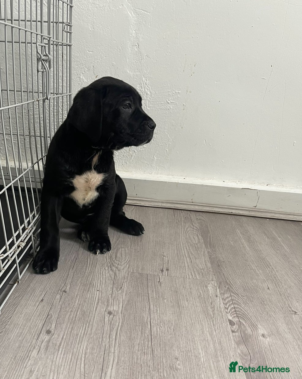 Mixed Breed dogs 9wks Cane Corso x Bullmastiff Puppies - Advert 2