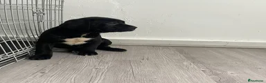 Mixed Breed Puppy 2