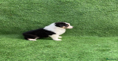 Australian Shepherd dogs - Advert 9