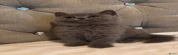 British Shorthair cats for sale: Gorgeous British shorthair kittens🏆🏆 - Advert 3