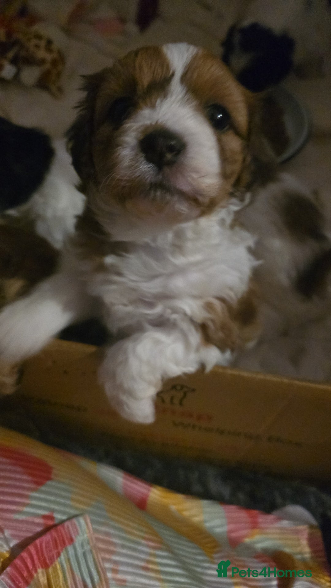 Mixed Breed dogs for sale: Beautiful litter of pomshis  - Advert 11