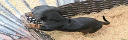 Miniature Dachshund dogs for sale: KC REG. PRA CLEAR - Advert 9