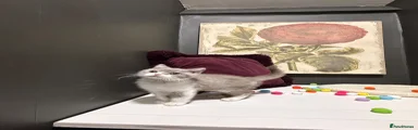 British Shorthair 2