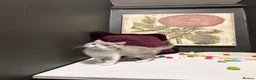 British Shorthair cats for sale: Stunning tica reg British short hair girls  - Advert 2