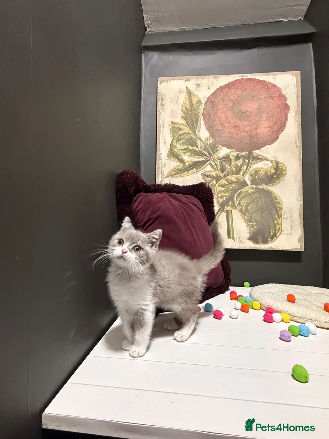 British Shorthair cats for sale: Stunning tica reg British short hair girls  - Advert 2