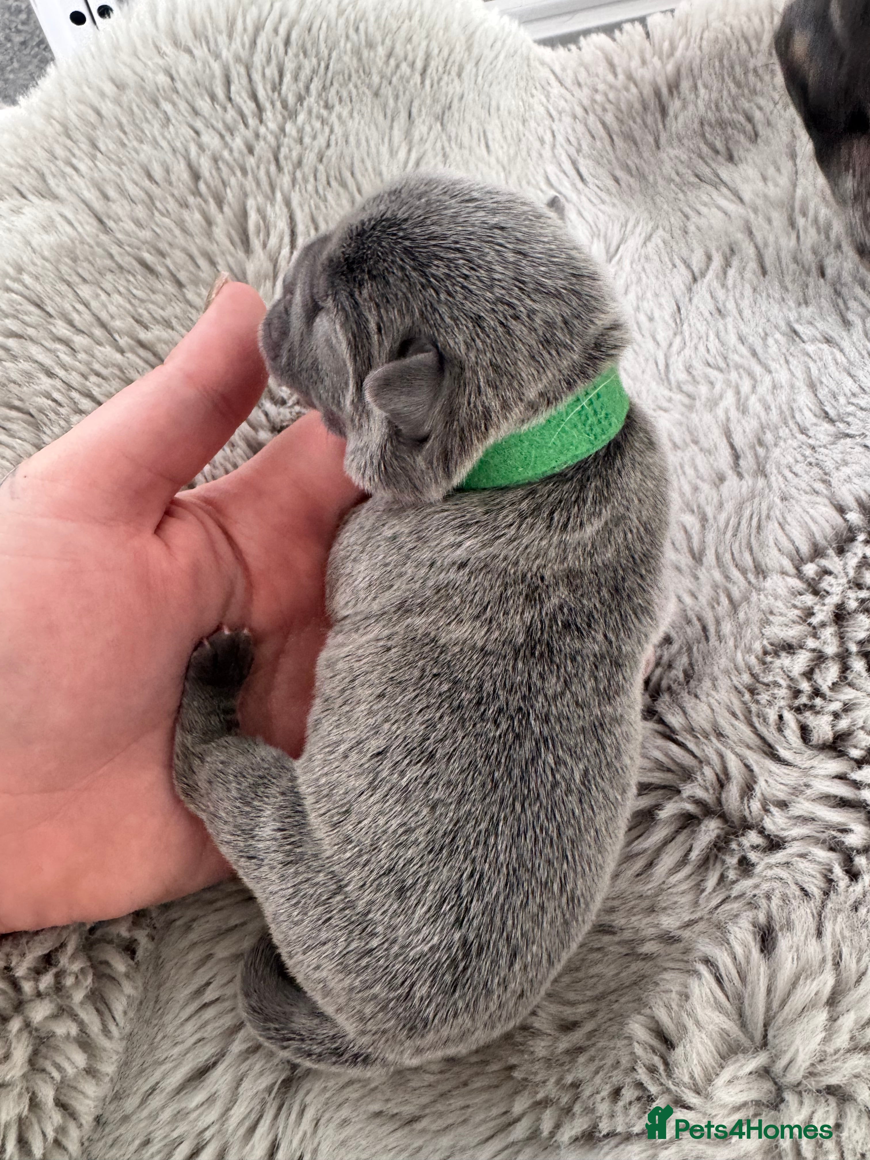 Puppy 3