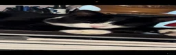 Domestic Shorthair cats for sale: Taxido boy in search of a loving home  - Advert 1