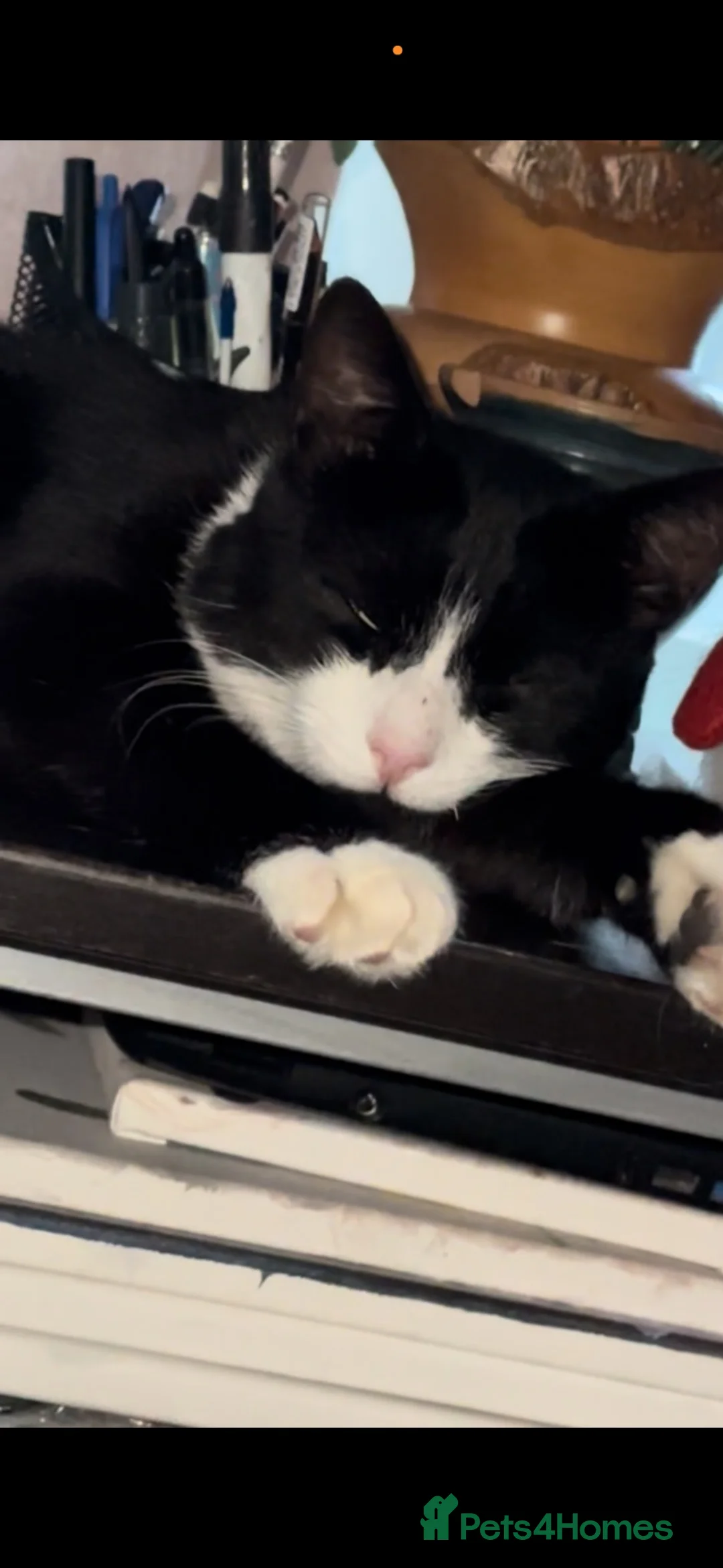Domestic Shorthair cats for sale: Taxido boy in search of a loving home  - Advert 1