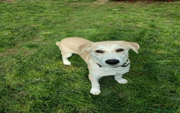 Labrador Retriever dogs for adoption: Lab cross rescue Troy for adoption  - Image 1