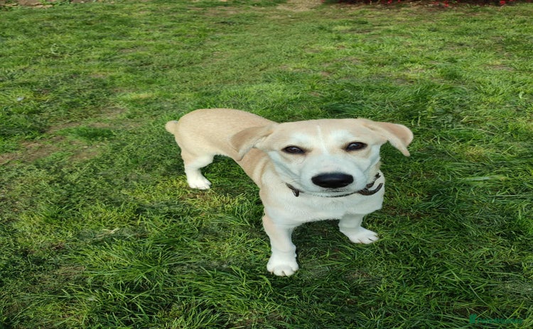 Labrador Retriever dogs - Advert 1