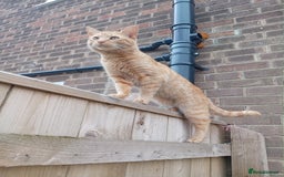 Domestic Shorthair cats for sale: 2 beautiful kittens for sale  - Image 6