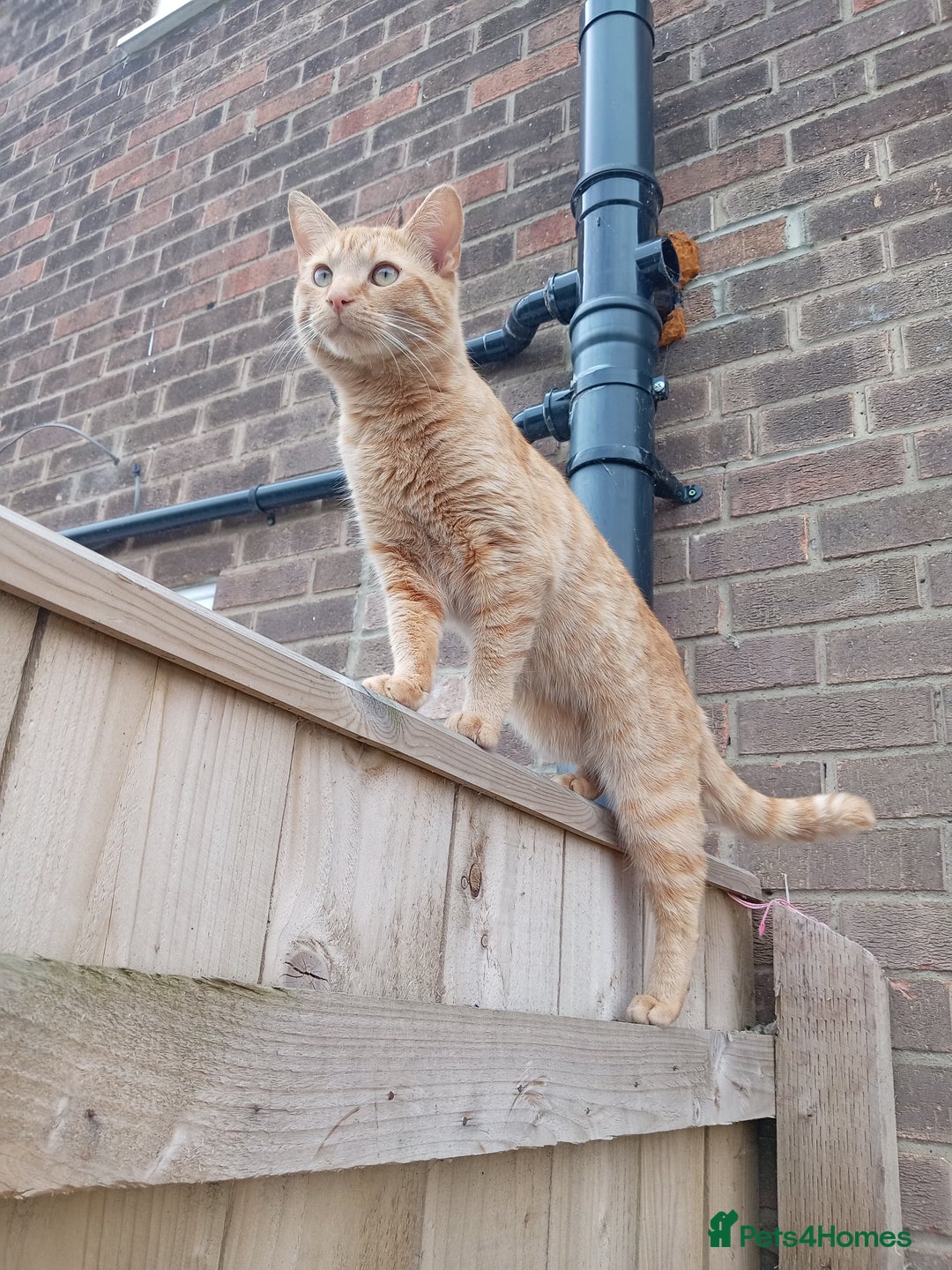 Domestic Shorthair cats for sale: 2 beautiful kittens for sale  - Image 6
