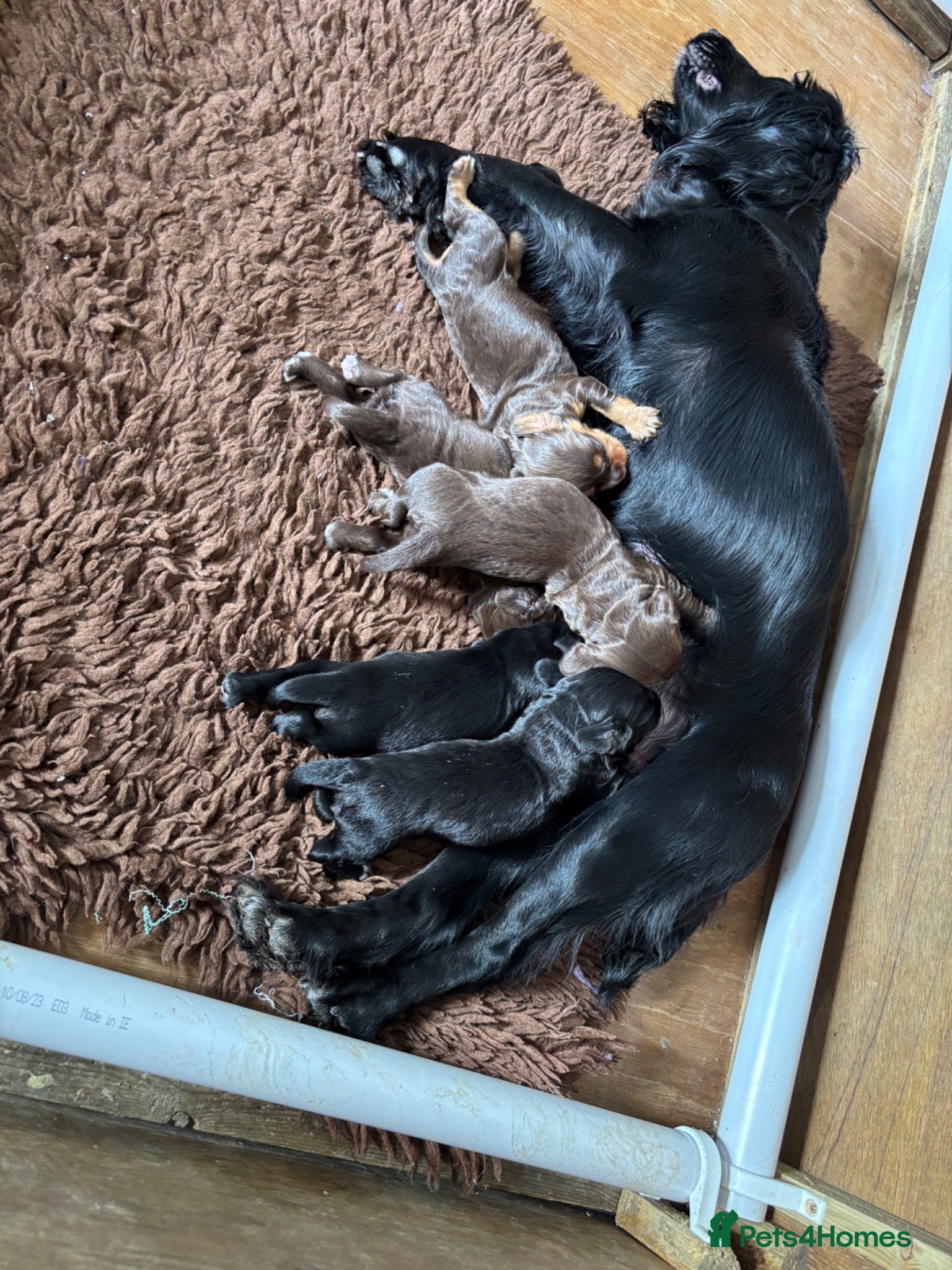 Cocker Spaniel dogs Working cocker spaniel pups - Advert 2