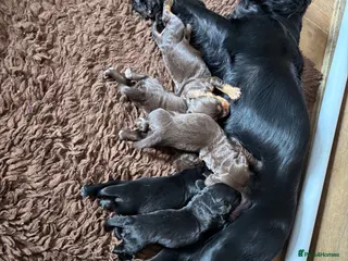 Cocker Spaniel dogs Working cocker spaniel pups - Advert 2
